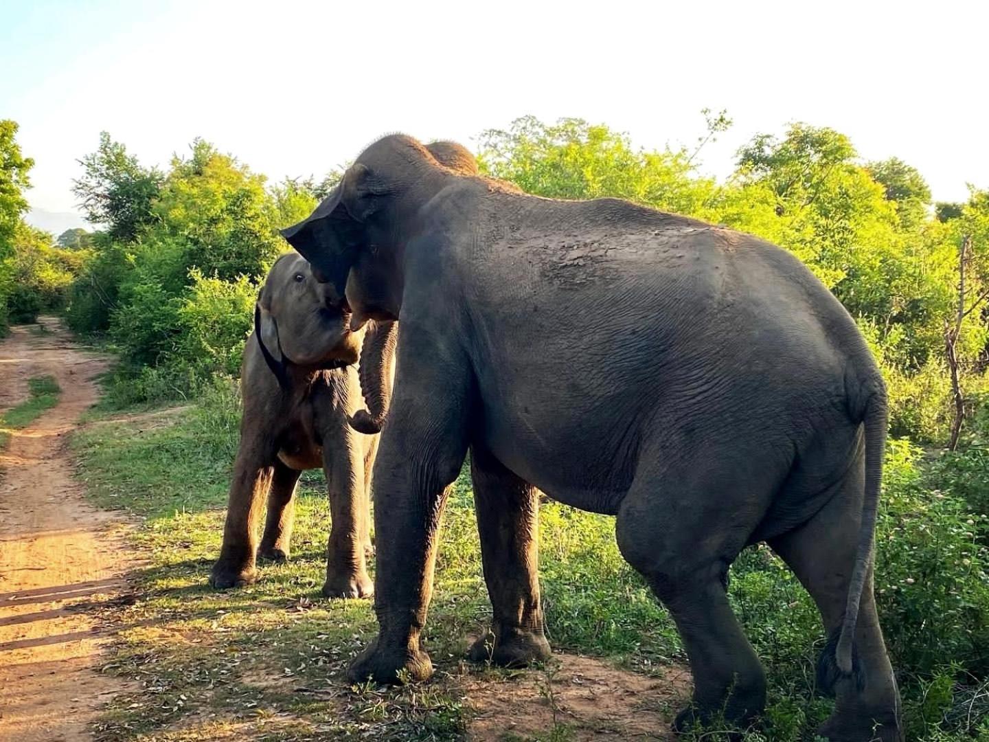 Hasthi Safari Cottage Udawalawe Bagian luar foto